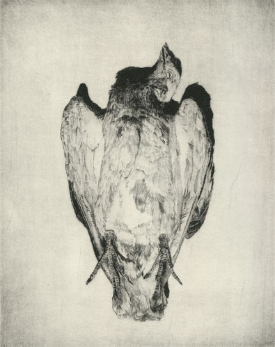 Taube, 2025, Kaltnadelradierung auf Büttenpapier, 25 x 19,5cm Plattengröße