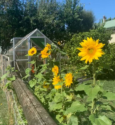 Greenhouse with sunflowers