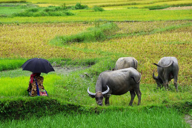 Femme qui surveille ses buffles dans une montagne du Vietnam