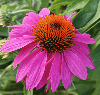 Yvonne Bühlmann, Kunsttherapie, Traumatherapie, Seminare Luzern