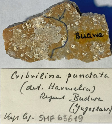 Senckenberg, Bryozoa, Bryozoen, Moostierchen, Sammlung Voigt