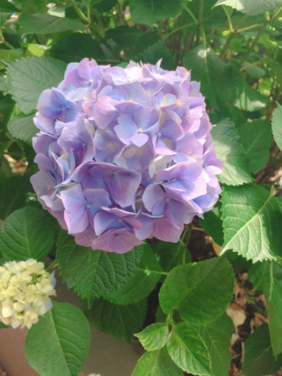 痛くない脱毛サロンDione吉祥寺店 大輪の花