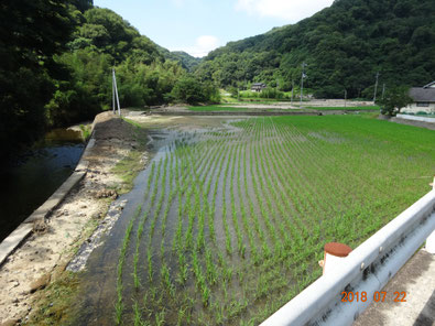 2週間後、稲が元気に成長してきました。（左写真と同じ場所）