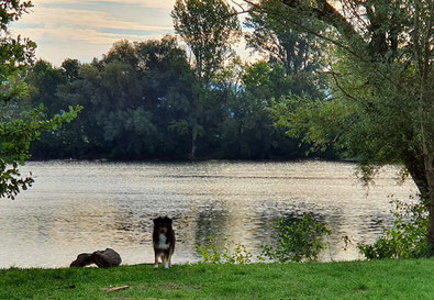 Pätkis und ihr Lieblingsplatz ... daheim morgens um 8 am Baggersee