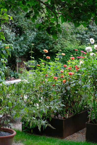 dieartigeGARTEN // July Garden - high beds with dahlias / Hochbeete mit aprikot/pfirsichfarbenen Dahlien 