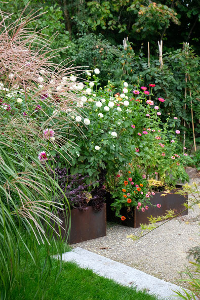 dieartigeGARTEN // August Garden - high beds with dahlias+zinnia / das Chinaschilf begleitet die Spätsommerblüten