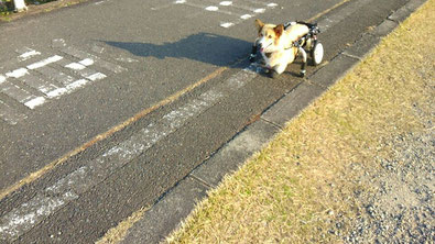 犬の車椅子　犬用車椅子　犬の車いす　犬用車いす　犬の車イス　犬用車イス　犬　車イス　車椅子　車いす　歩行器　ドッグカート　車椅子犬