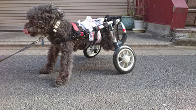 犬の車椅子　犬の車いす　犬の車イス　犬用車いす　犬用車椅子　犬用車イス　犬歩行器　ドッグカート　車椅子犬