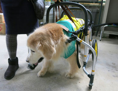 犬の車椅子　犬用車椅子　犬の車いす　犬用車いす　犬の車イス　犬用車イス　犬　車イス　車椅子　車いす　歩行器　ドッグカート　車椅子犬