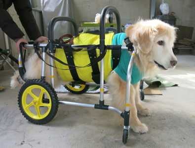 犬の車椅子　犬用車椅子　犬の車いす　犬用車いす　犬の車イス　犬用車イス　犬　車イス　車椅子　車いす　歩行器　ドッグカート　車椅子犬