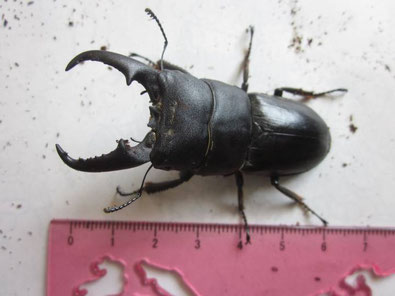 ヒラタクワガタ