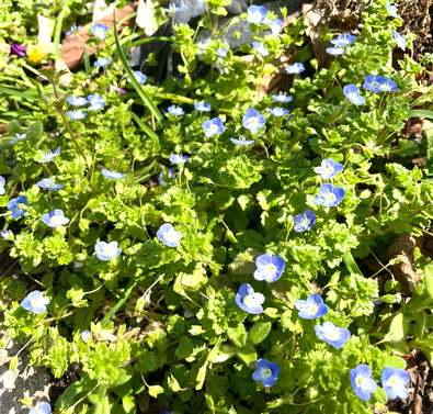 庭のオオイヌノフグリです💗春が来たなぁ、と感じる花ですね(^^)