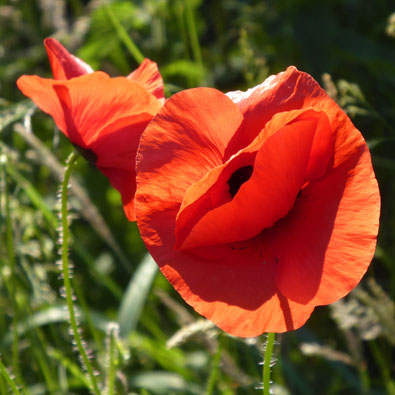 Große Mohnblume im Vordergrund dahinter eine kleinere Blüte