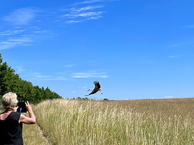 Storch, Weißstorch, Nest, Vogelbeobachtung Mecklenburger Seenplatte