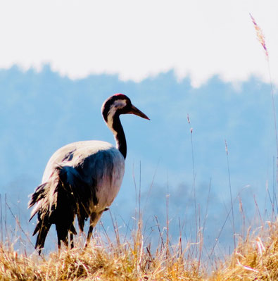 Kranich, Vogelbeobachtung Mecklenburger Seenplatte