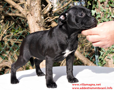 cuccioli-staffordshire-disponibili