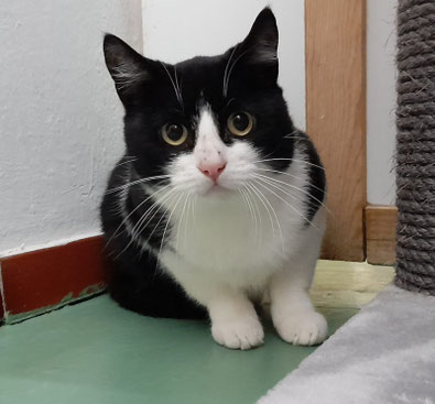 Schwarzer und weißer Kater Knolle aus dem Tierheim Flensburg, noch scheu, sucht ein Zuhause mit Freigang und gerne mit seinem Freund Rowdy