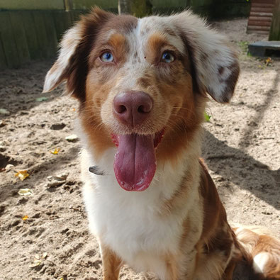 „Australian Shepherd Hündin Ginny, 15 Monate alt, sucht ein ruhiges Zuhause“