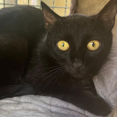 Kamilla – Vorsichtige Katzenmama sucht geduldiges Zuhause mit Freigang