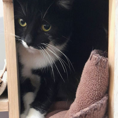 Schwarzer und weißer Kater Rowdy aus dem Tierheim Flensburg, noch scheu, sucht ein Zuhause mit Freigang und gerne mit seinem Freund Knolle
