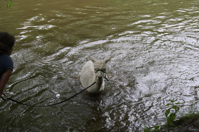 Alpaka Robert hockt im kühlen Saalewasser.