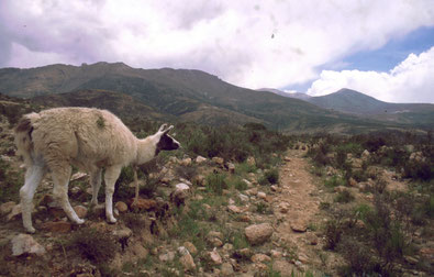 Lama auf dem Altiplano im Jahr 2000