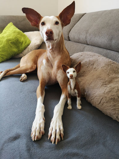 Podenco Hund Filztier liegend realistisches Tierportrait aus Wolle