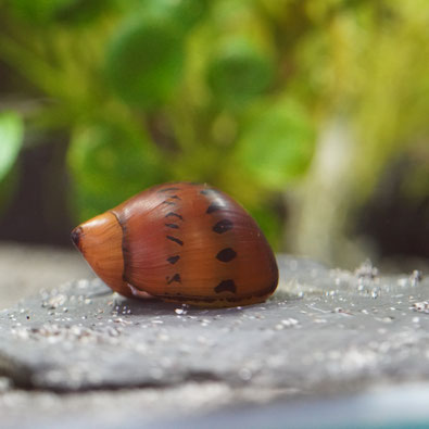 Orange Track Rennschnecke im Aquarium auf einer Schieferplatte mit grünen Pflanzen im Hintergrund