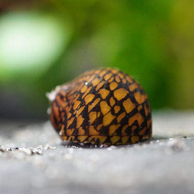 Tiger Rennschnecke auf einer Schieferplatte im Aquarium 