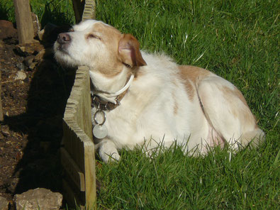 Educateur canin Bordeaux