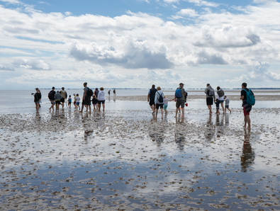 Wattwanderung zwischen Kampen und List im Weltnaturerbe Wattenmeer Sylt