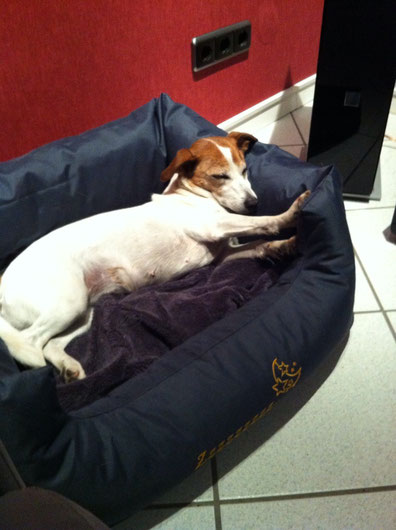 Bild: Jack-Russel-Terrier schläft