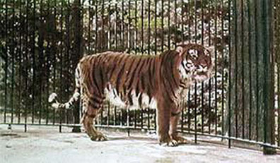 Captive Caspian tiger at Berlin Zoo, circa 1899 (color enhanced) / Wikimedia Commons. Public domain 