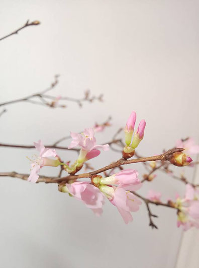 3月のお花:桜