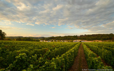 spring-workshop-vines-original-Myriam-Fouasse-Robert-guided-wine-tours-tastings-Loire-Valley-vineyard-Vouvray-Touraine-Tours-Amboise-Rendez-Vous-dans-les-Vignes