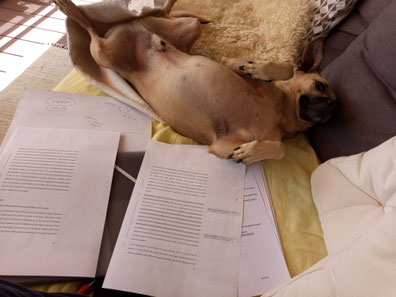 Newsletter Nasenarbeit, Weiterbildung