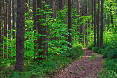 Erzgebirge, Frühling, Wald, "Andreas Hielscher Fotografie", Naturwelten