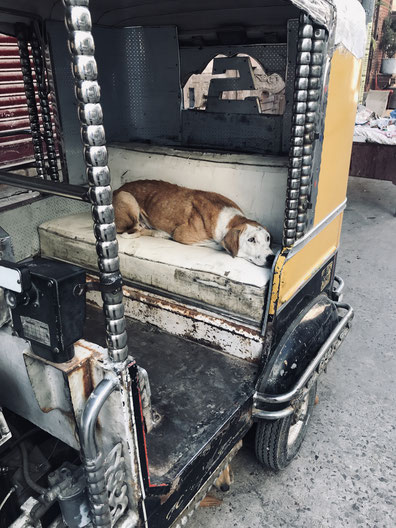 1 süßer Hund