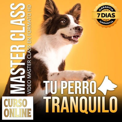 Aprende Online Curso Tu Perro Tranquilo, cursos de oficios online,