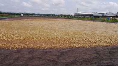 POME - aprovechamiento de aguas residuales producción de aceite de palma africana para la producción de biogás y energía - Aqualimpia Engineering