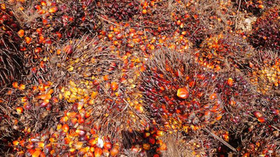 POME - aprovechamiento de aguas residuales produccion de aceite de palma africana para la producción de biogás y energía