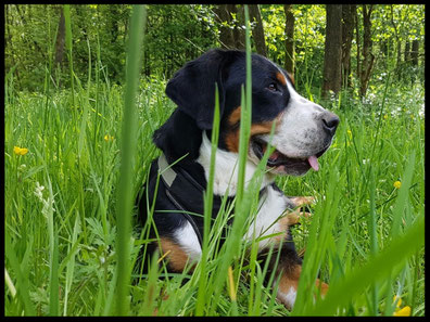 Junghunde Erwachsene Hunde Preise Hundeschule Fur Alle Felle Offenburg