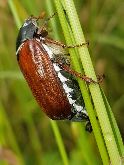 Foto: Dr. N. Steffen; Maikäfer 