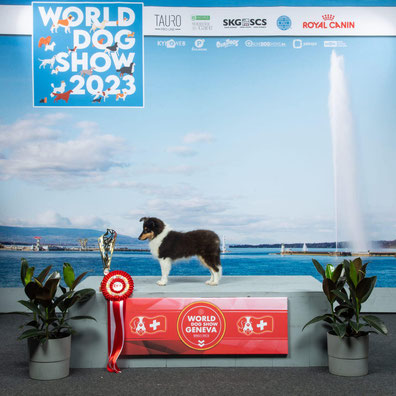  „Daisy“ - All of me Daisy with Coolness and Power gewinnt heute die Puppy Class auf der World Dog Show in Genf