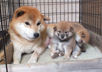 赤柴桜と仔犬たちの画像