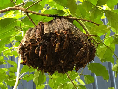 沢山アシナガバチがいる大きな巣