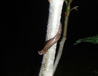 木に登るニューギニアヤリガタリクウズムシ