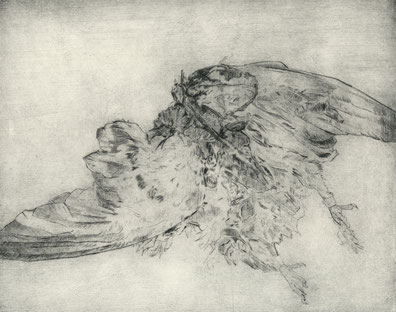 Überfahrene Taube, 2025, Kaltnadelradierung auf Büttenpapier, 19,7 x 25cm Plattengröße