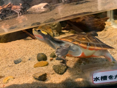 名古屋港水族館　休日