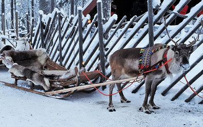 Traditionelle Rentierschlittenfahrt in Ranua, Lappland – Wintererlebnis mit Fellbedeckung und verschneiter Natur